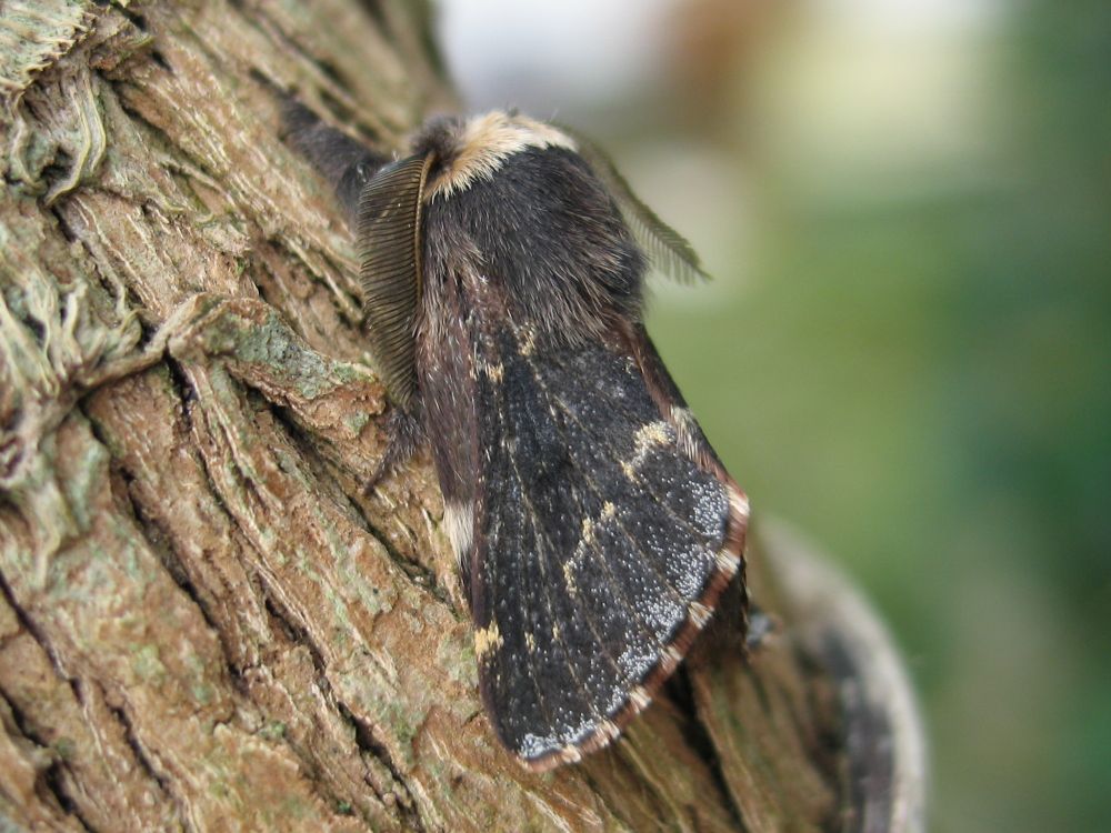 December Moth (Mark Parsons)