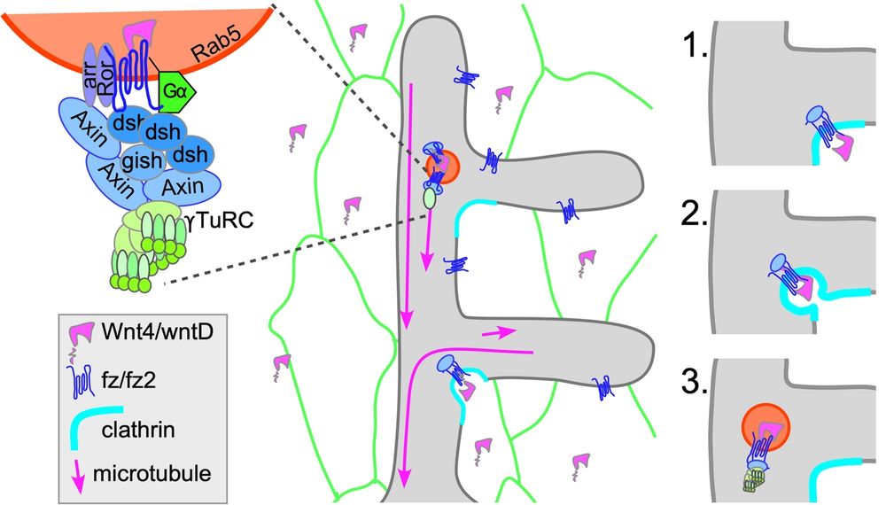 Cartoon of the mechanism from the last figure of Thyagarajan et al.