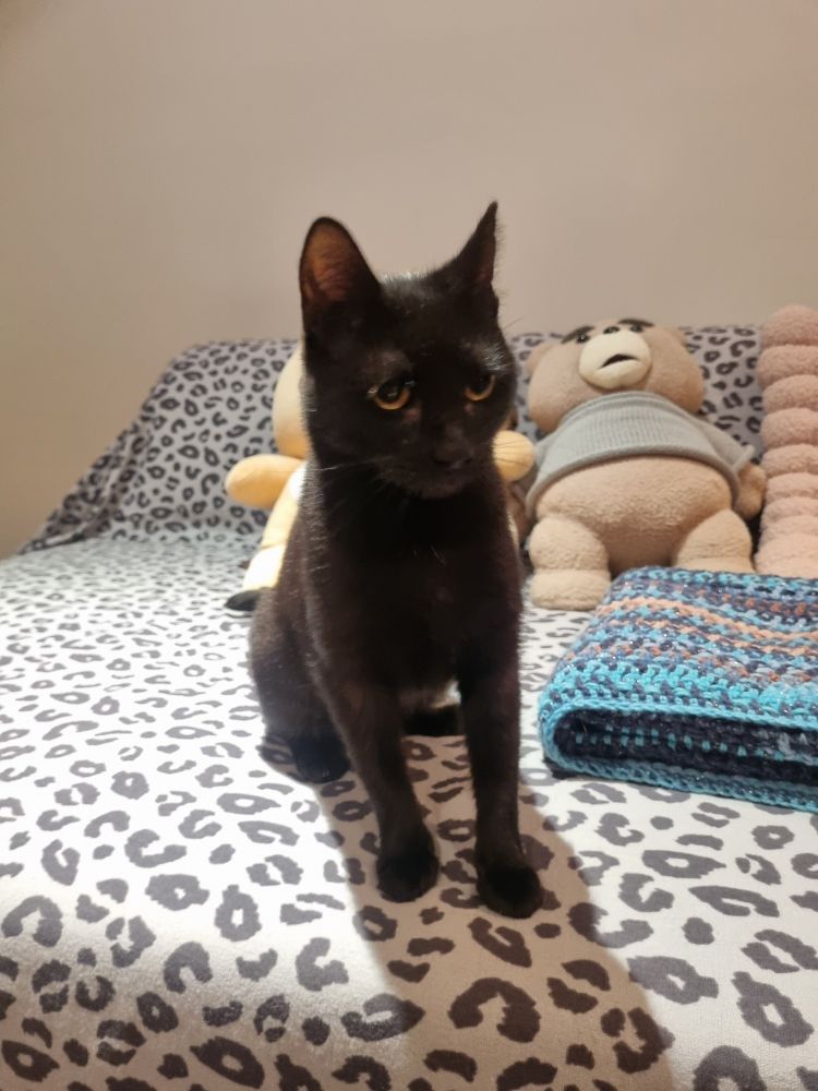 Small black cat with yellow eyes on a sofa covered with a leopard print sheet. A crocheted blue blanket to the right of the photo and a couple of large teddy bears and a beige cushion at the back. The cat has a slightly pensive look.