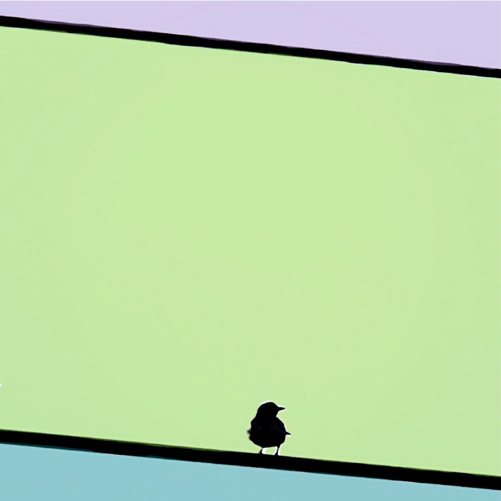 Close-up silhouette of a bird perched on the lower of two powerlines. The sky is a different color in each section of the photo, divided by the powerlines. 