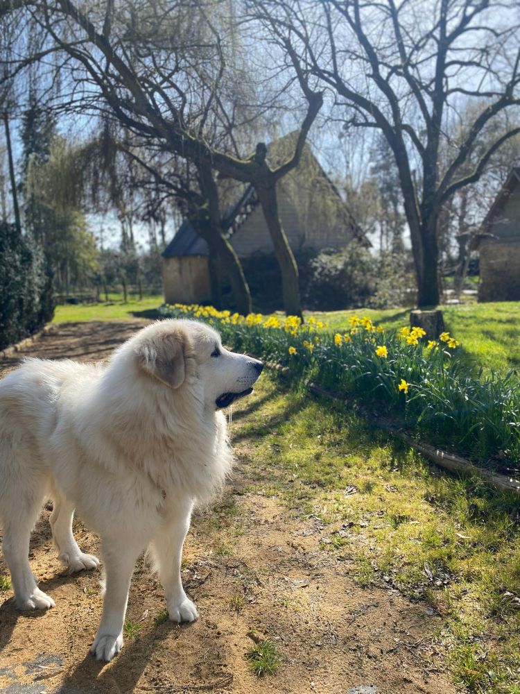 A white dog looking toward a row of yellow daffodils. 