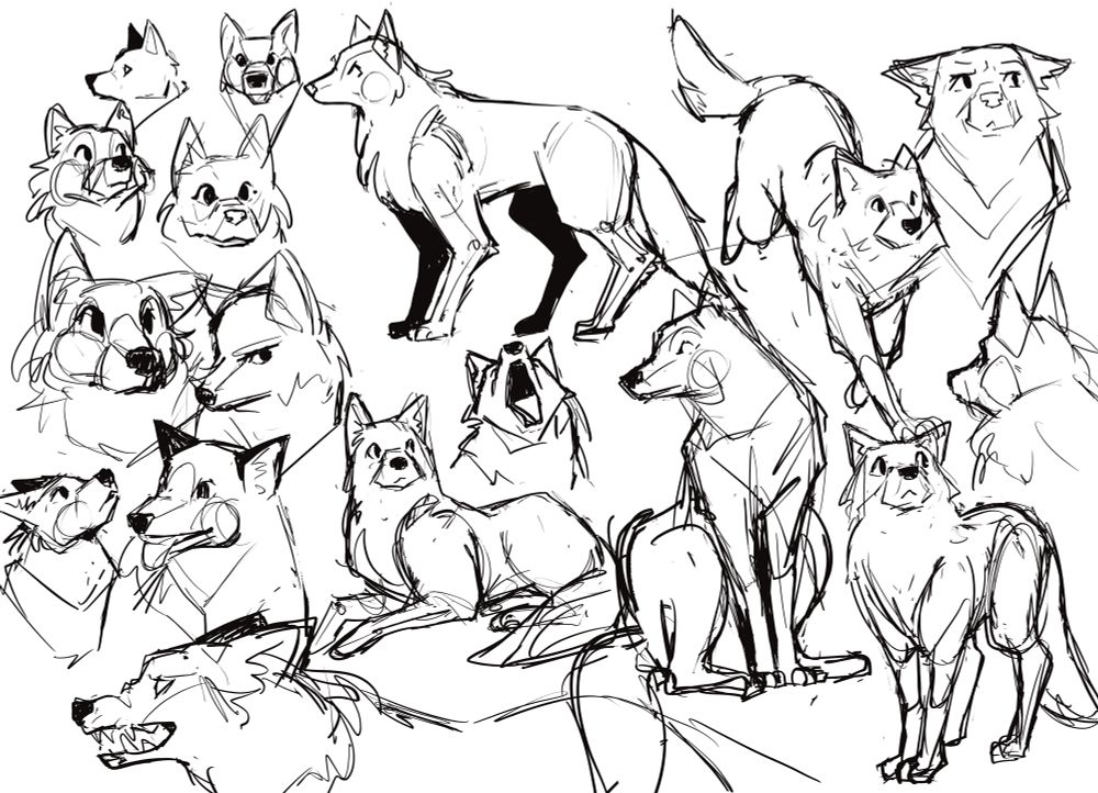 Black and white sketches of various poses and head shots of a wolf. 