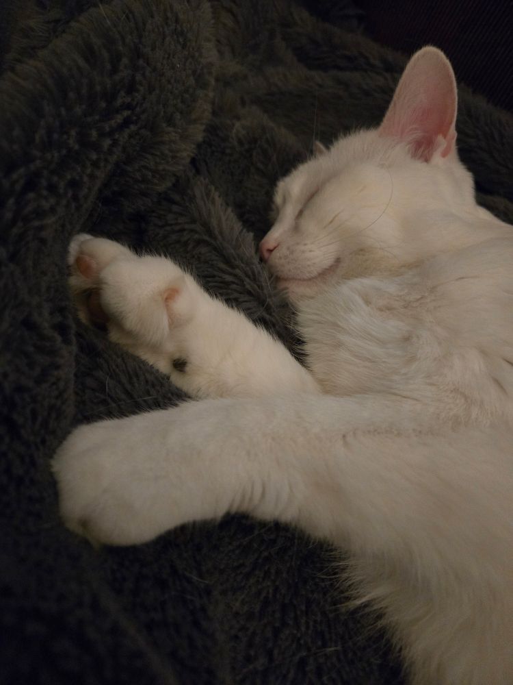Fluffy white cat sleeping on a grey blanket. Upturned mouth as if she's always smiling, and front paws with extra toes stretched out in front of her. 