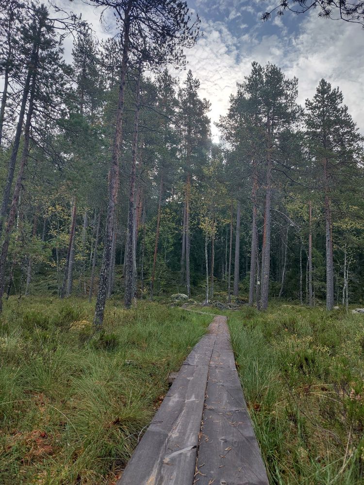 Pitkospuut vievät Rajajärven suon poikki metsään, josta Birgitan polku jatkuu kohti maakaasuputken linjaa ja Kaitajärveä. Tästä kohtaa kulkisi moottoritie.