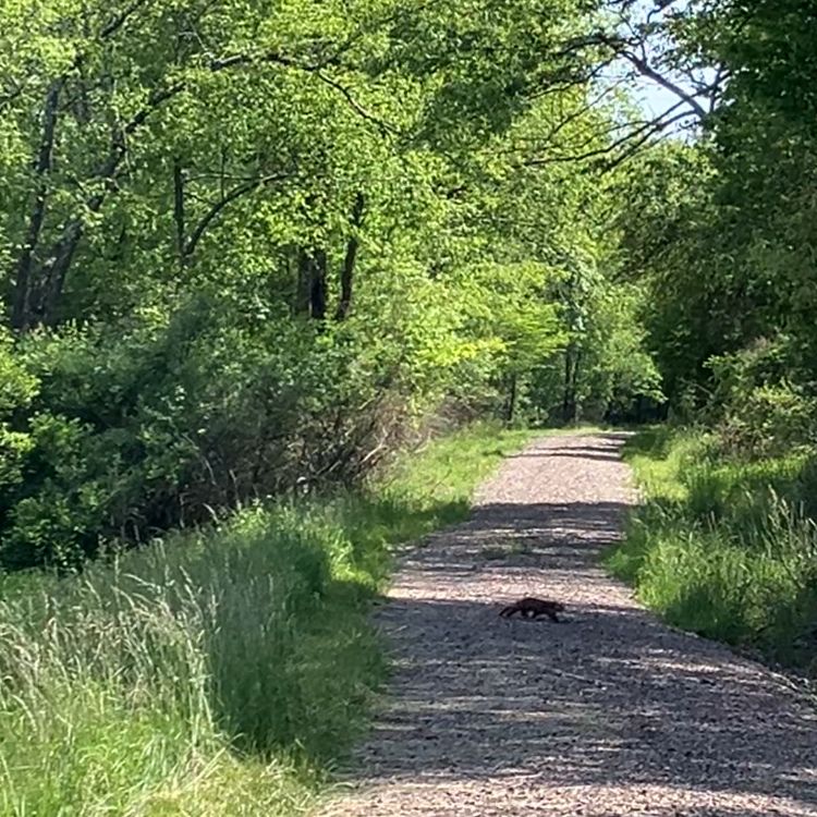 Side profile of a mink walking across a gravel road with trees on both sides. 