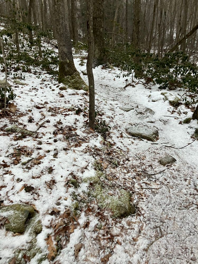 Dusting of snow on a path through the woods with lots of rocks and dark green mountain Laurel. 