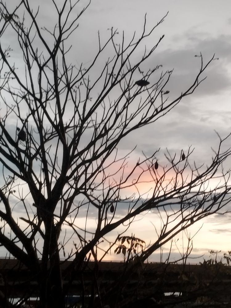 Galhos sem folhas, porém com alguns frutos de cor de barro vermelho e em formato alongado e arredondado. Porém tem um passarinho disfarçado de um desses frutos em um dos galhos. Há o pôr do sol ao fundo. 