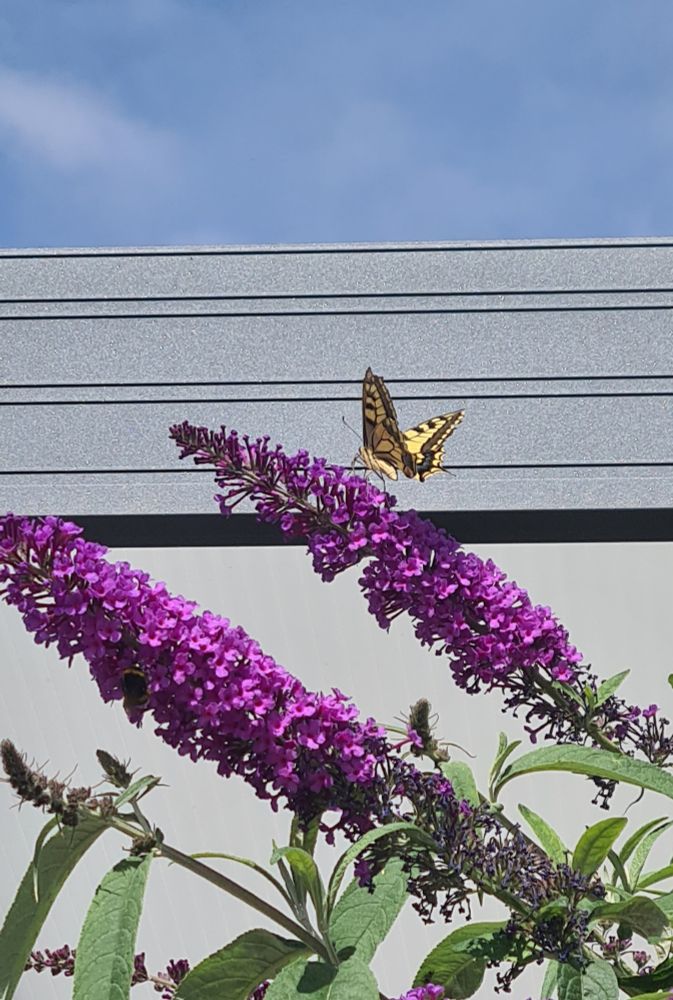 Ein Schwalbenschwanz-Schmetterling lebt sich an Flieder (in Schneppenhausen, Südhessen)
