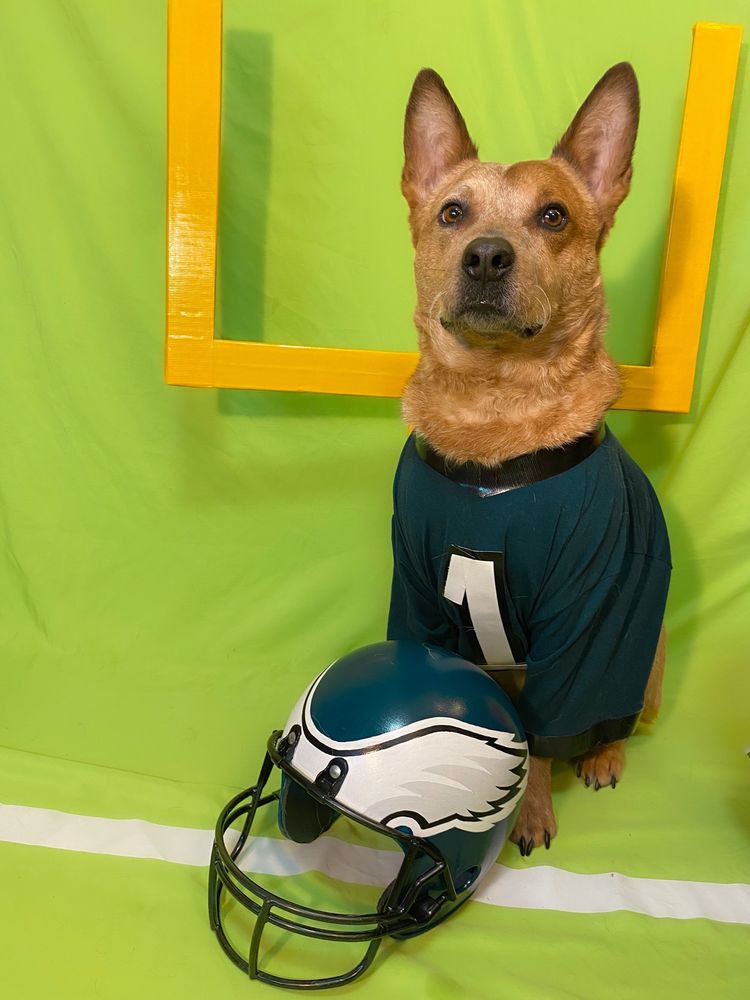 Puppy Jalen Hurts