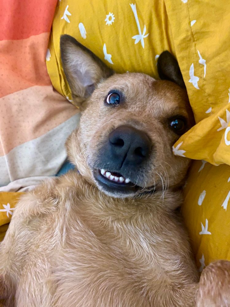 Dog upside down smiling