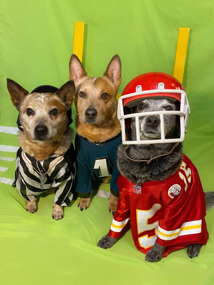 3 cattle dogs dressed in NFL jerseys. Eagles, referee, chiefs 
