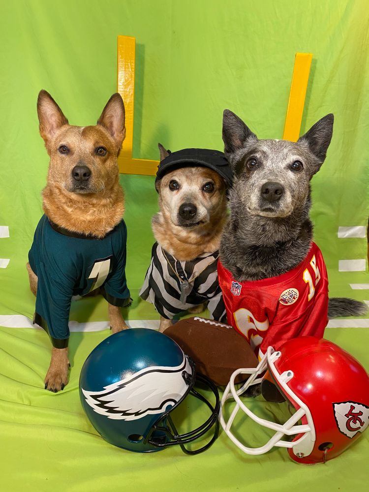 3 cattle dogs dressed in NFL jerseys. Eagles, referee, chiefs 