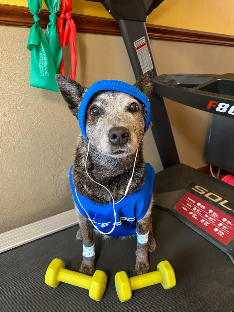 Dog in work out clothes 