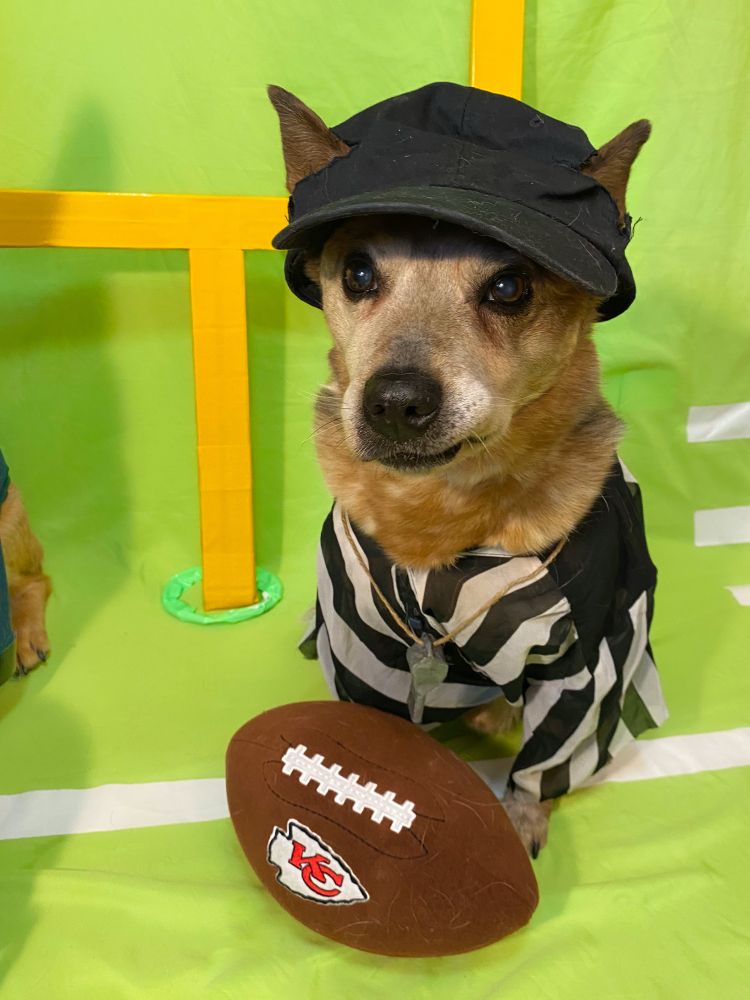 Referee cattle dog