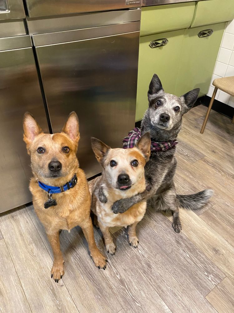 Three Australian cattle dogs giving hugs to each other