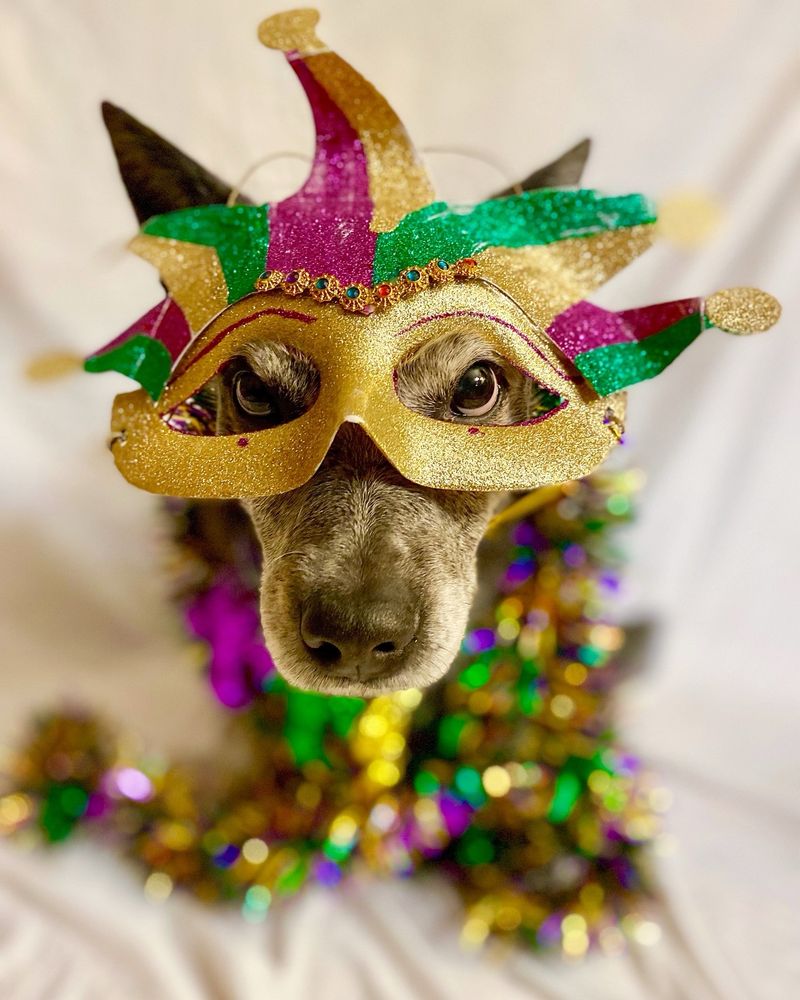 Dog dressed for Mardi Gras 
