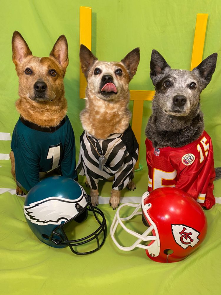 3 cattle dogs dressed in NFL jerseys. Eagles, referee, chiefs 