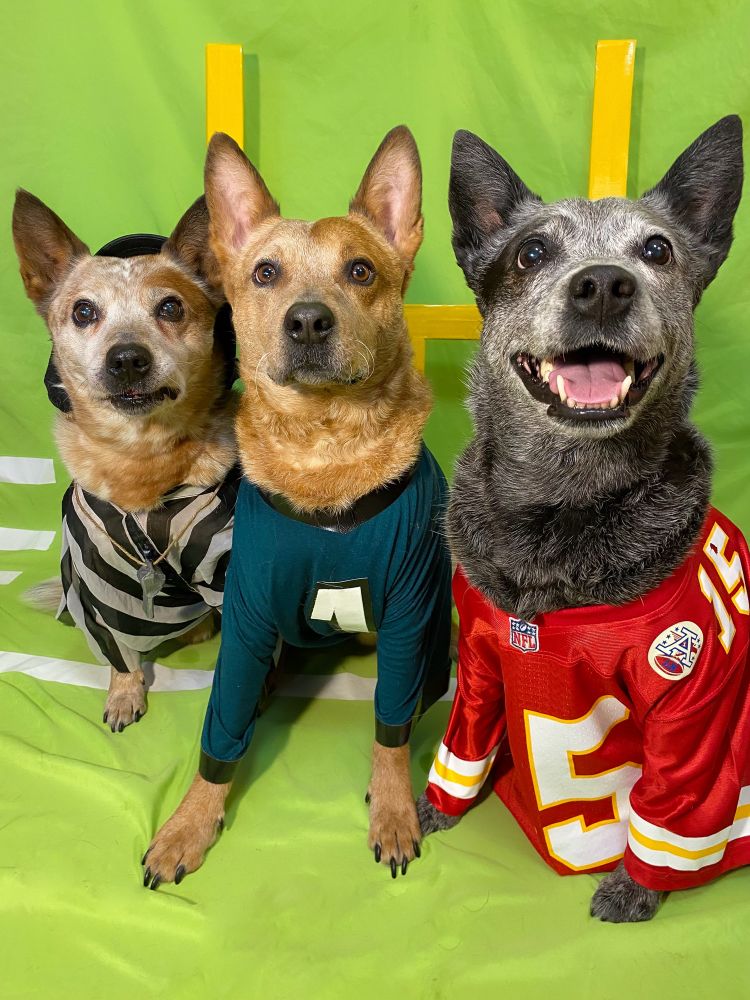 3 cattle dogs dressed in NFL jerseys. Eagles, referee, chiefs 