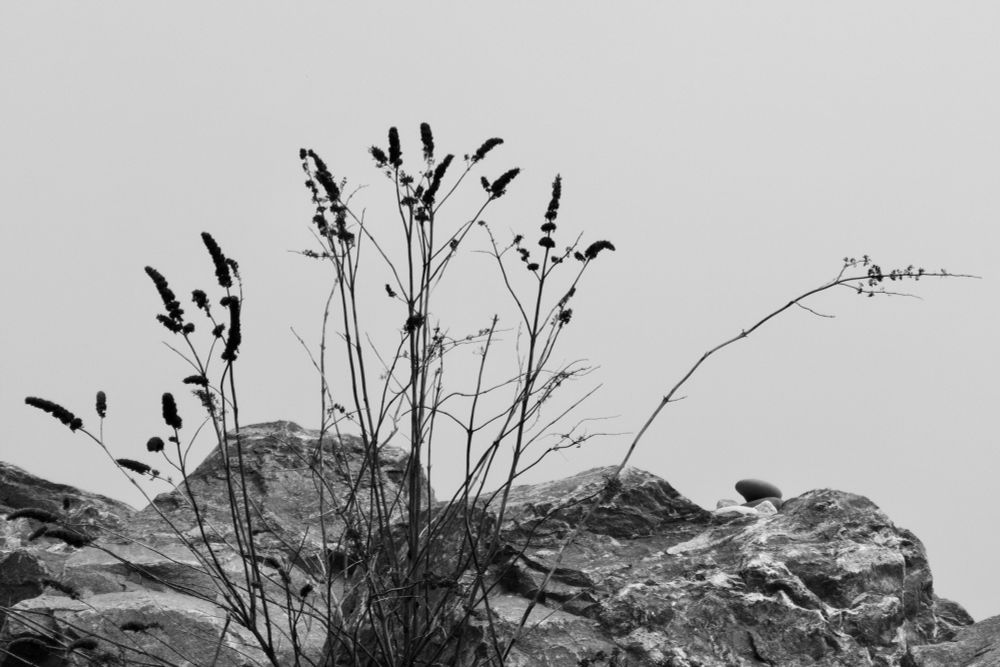 A few strands of beach grass amongst rocks