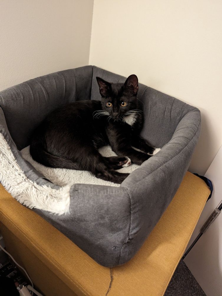 Tuxedo kitten in her cat bed looking approvingly at fellow kitties.