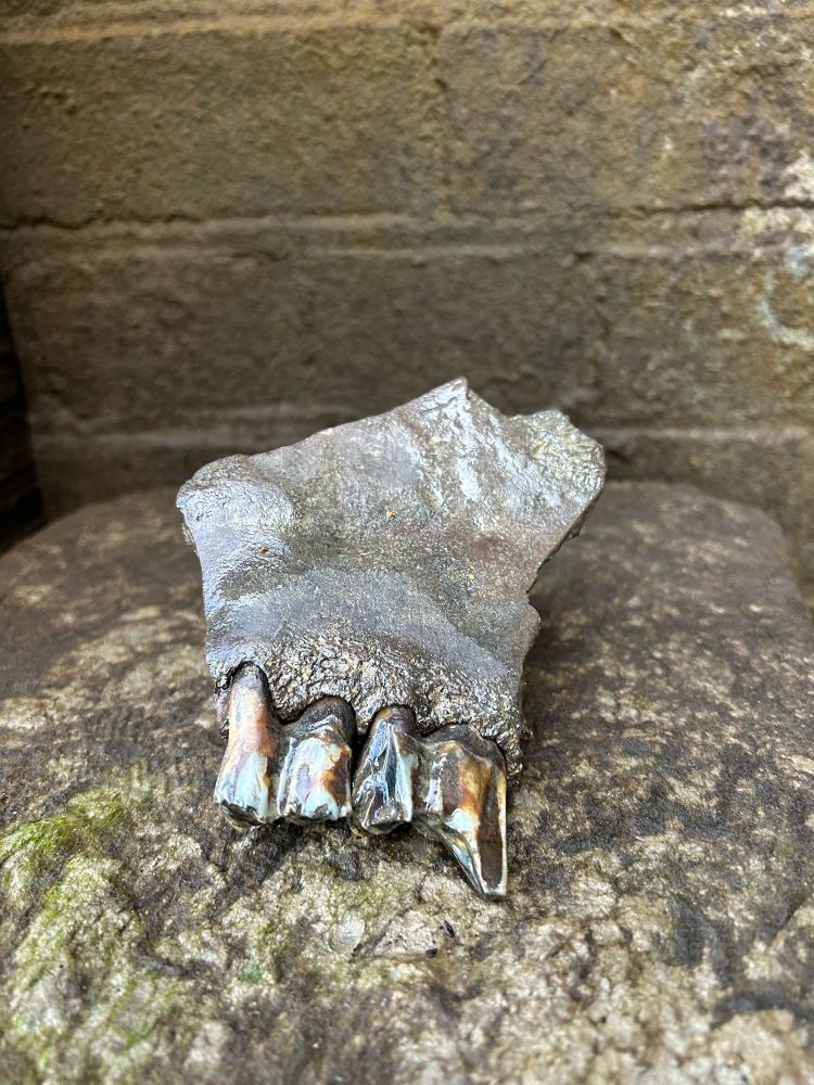 front image of partial jaw containing teeth we found on thames foreshore