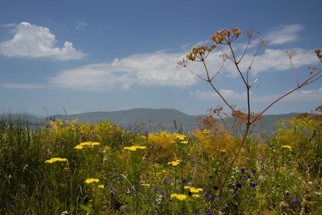 Varvara Chugaeva: a field of flowers (photo)