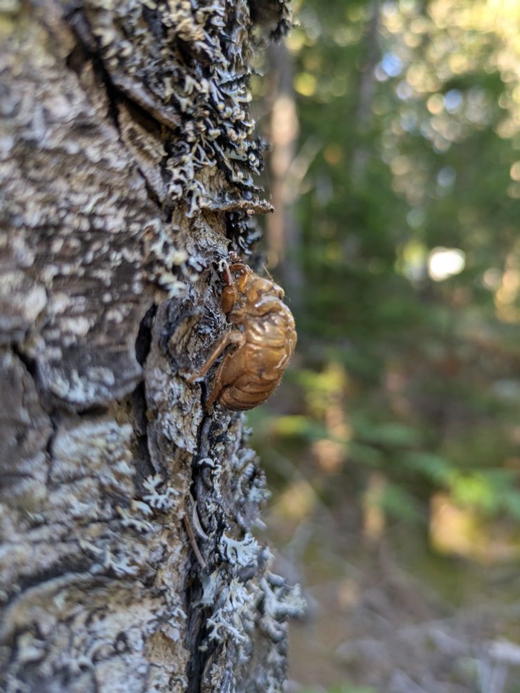 Cicada shell on tree