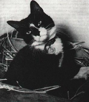 a slightly grumpy looking tuxedo kitty, lounging in a wood tray filled with straw, with a medal round his neck.