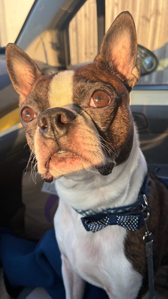Ziggy the Boston terrier dog. He has a bow tie on that is navy blue with white polka dots.  The sun is shining on his face and his eyes are a deep warm brown.  He is in a car. 