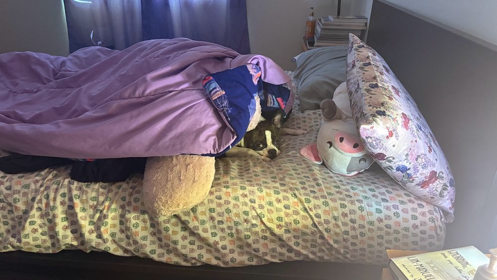 A Boston terrier dog laying under a large pile of blankets while on a bed with a patterned sheet.  There are pillows and a pig stuffy on the bed as well. 