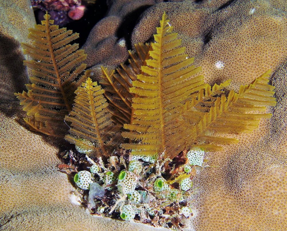 Hydroid colonies resembling christmas trees with ascidians at their base.