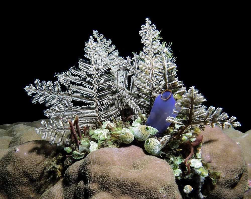 Hydroid colonies resembling Christmas trees with ascidians at their base.