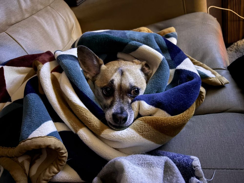 Finnegan, a brown chihuahua mix, wrapped entirely in a blanket on the couch. Just his head is poking out and his eyes are looking to his left. 