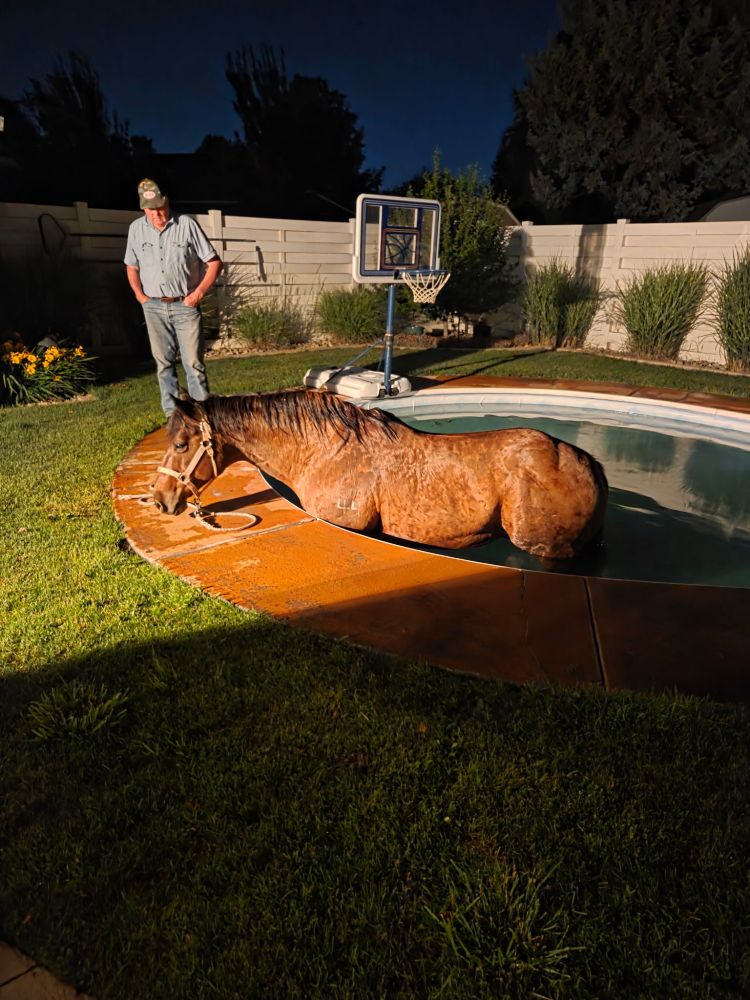 a man standing in a fenced backyard. He is looking at a pool, and a horse is standing in the pool. The man has his hands in his pockets and is wearing a baseball cap. The horse is wearing a bridle. 