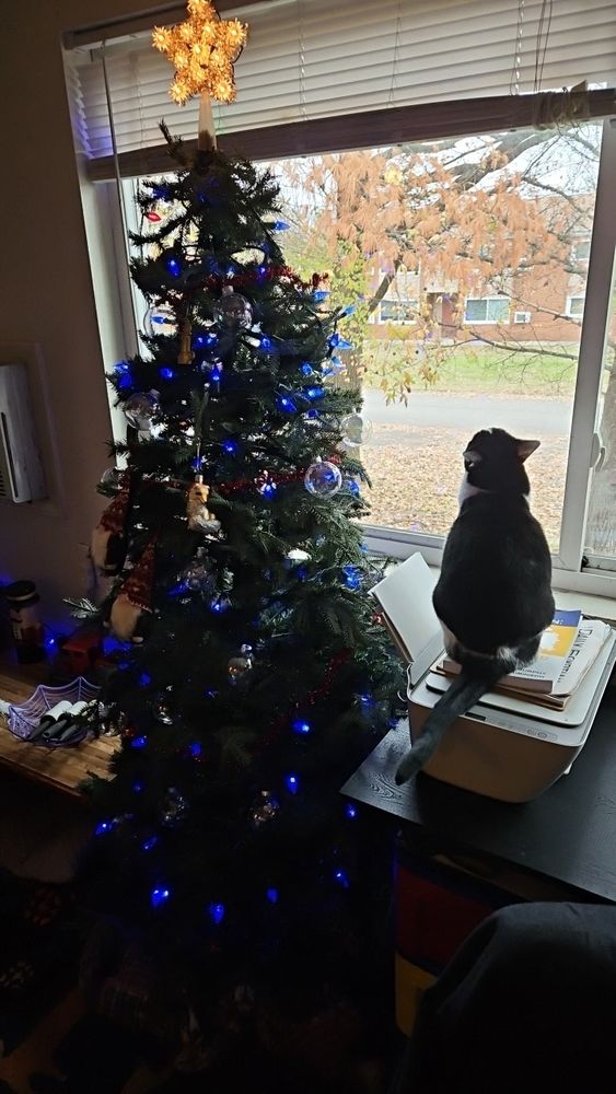 Christmas tree in a window with blue light and clear ornaments. Two gnome ornaments are together on the left side. A printer is on the desk next to the tree, and a black and white cat (Rosemary) is sitting on it looking at the lights.
