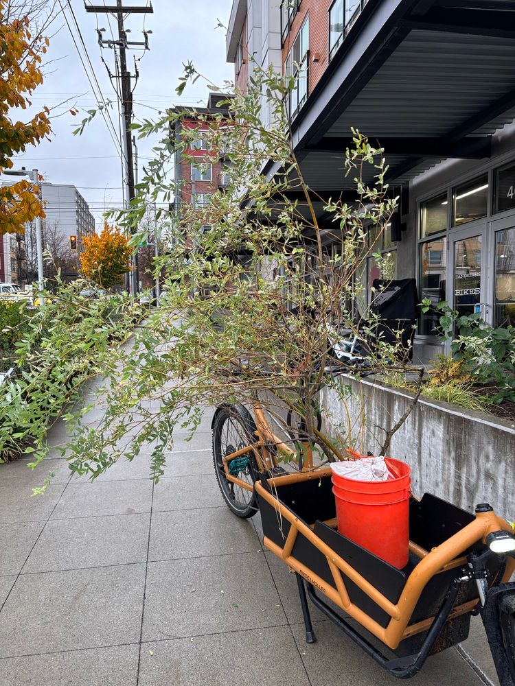 Riese & Müller Load 75 cargo bike with a small tree in a bucket in the cargo hold. 