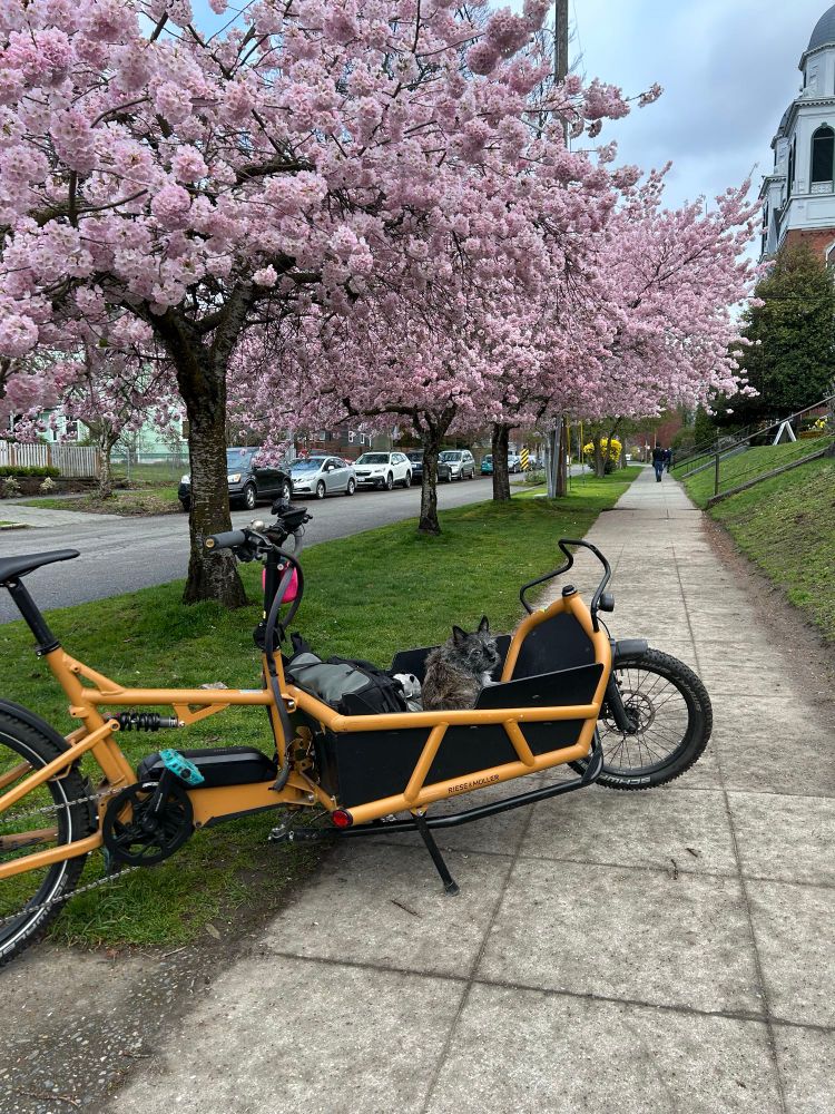 Little scruffy dog named Gina sitting in the cargo area of a box bike. Bright pink cherry blossoms behind.