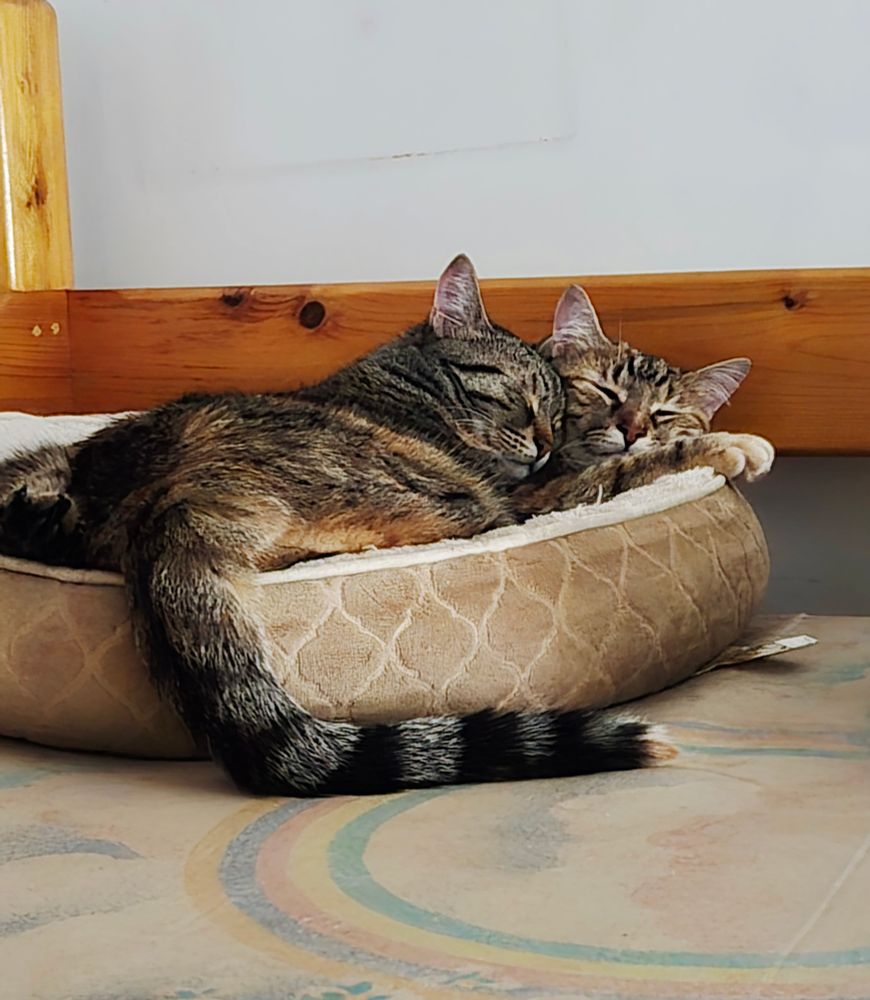 Kitty cuddles 