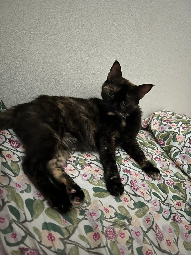 A tortoiseshell cat tilting her head while lounging on a floral bed sheet 