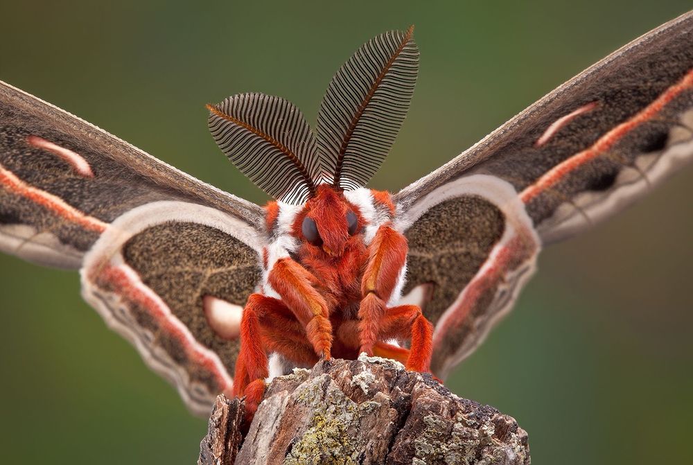 cecropia moth looking at the camera