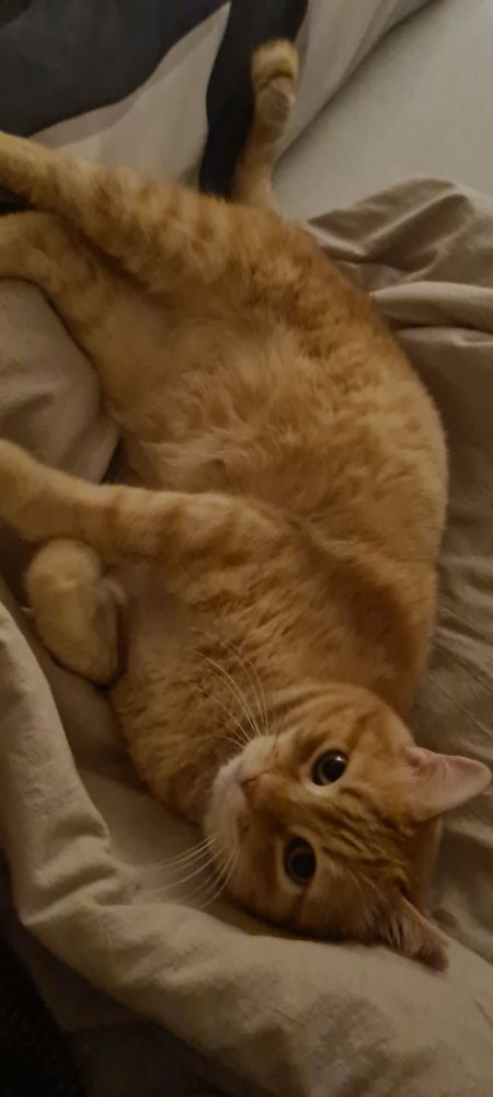 A red cat lays on a blanket in bed, looking at the camera. 