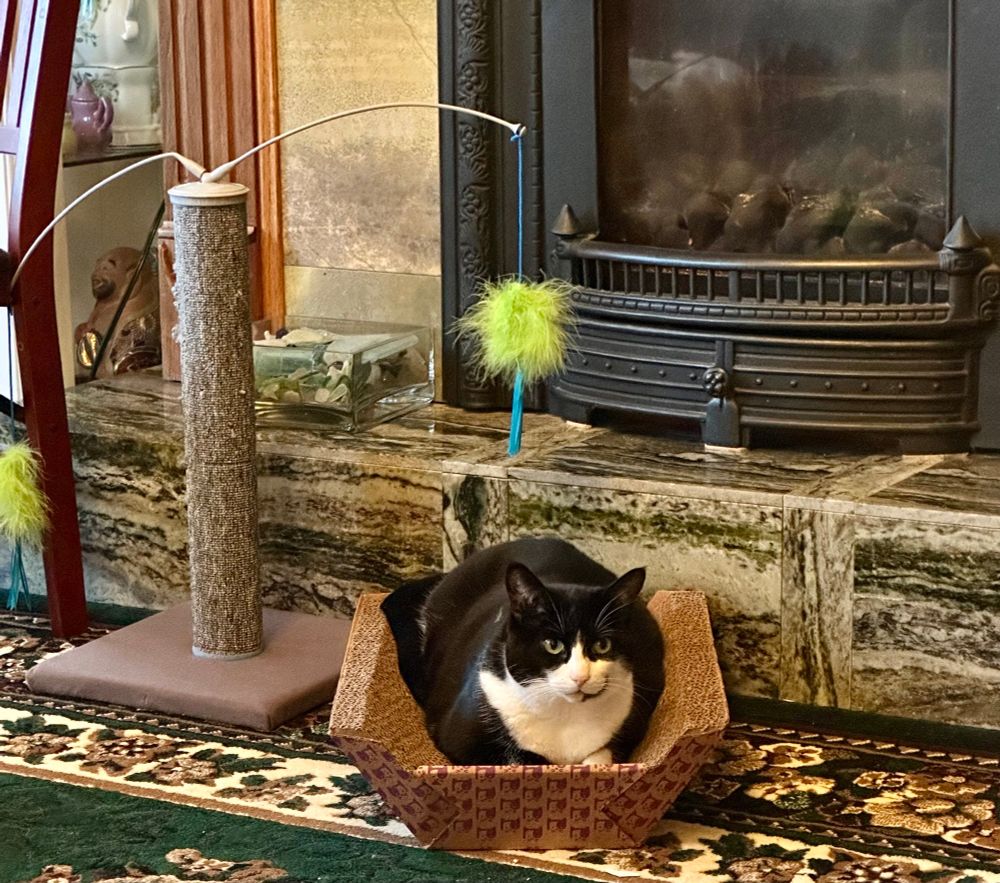 Cat toys, tuxedo cats