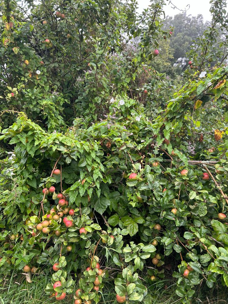 Apples ripening on the tree, bindweed. Sodden. 