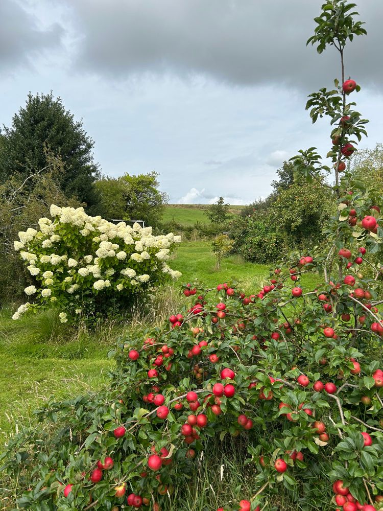 A garden scene. Red apples, hydrangea. Humid. 