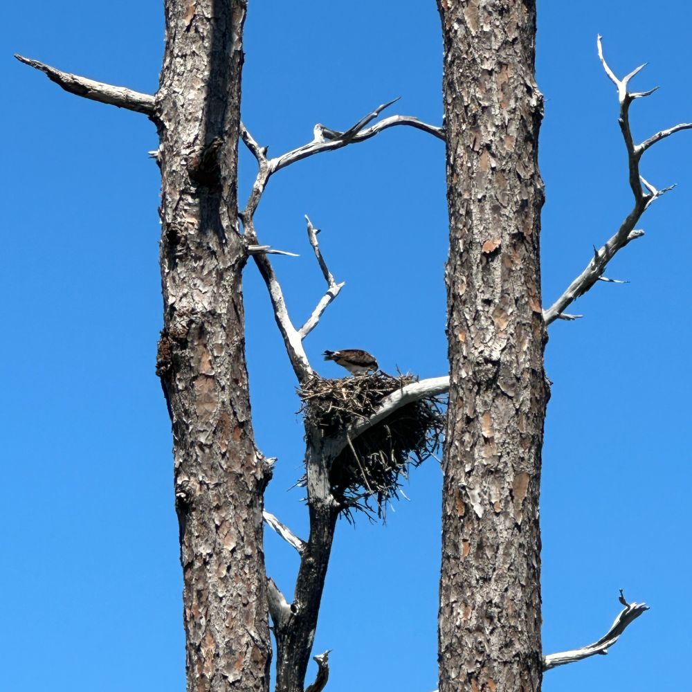 An osprey nest with a perching osprey facing into the nest, framed between two trees against a bright blue sky.