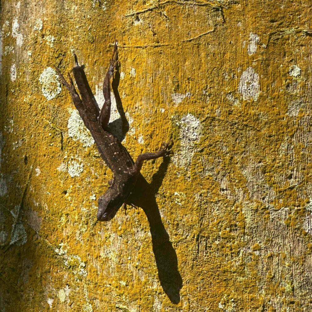 A gecko vertically perched against a moss covered tree trunk in strong lighting from the sun. It’s tail is regrowing and is stubby 