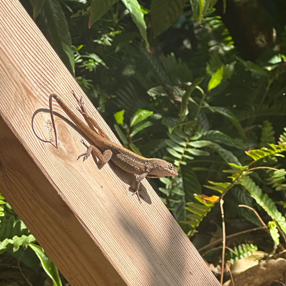 A gecko perches on a wood frame in the sun 