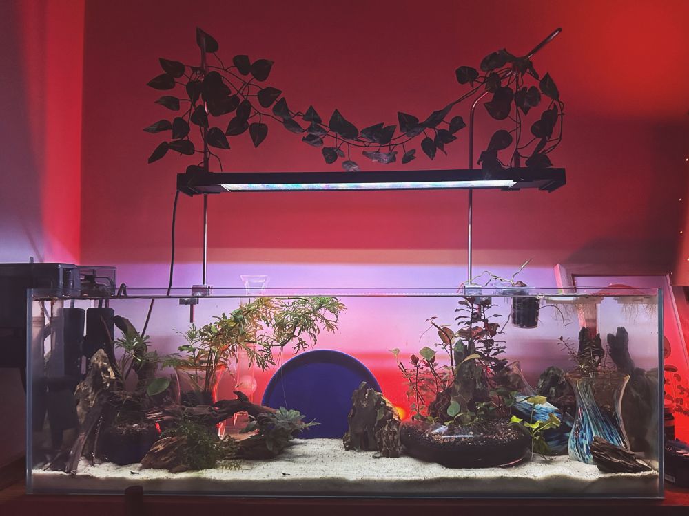 A long aquarium with white sand, driftwood, stone, and multiple plants in various glass containers. A blue dish is backlit by a reddish light behind the aquarium while a white light shines into the enclosure from above. 