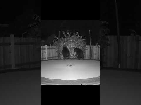 Two Baby Bears Jumping on Trampoline at Night! 🐻🐻🌙