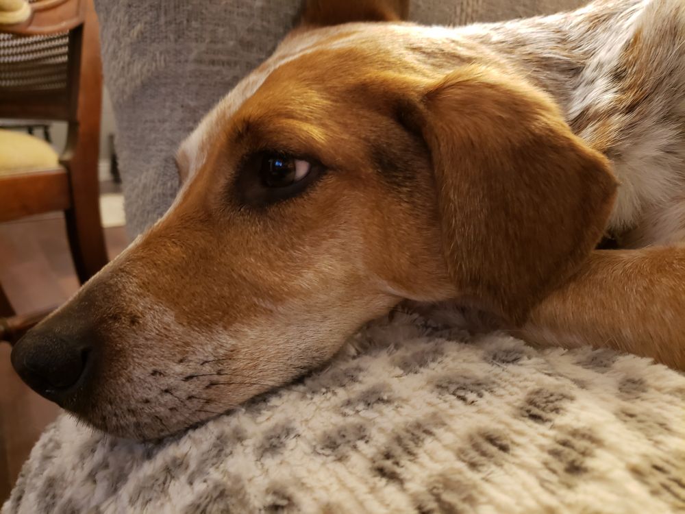 A thoughtful hound dog resting his head on a spotted blanket.  